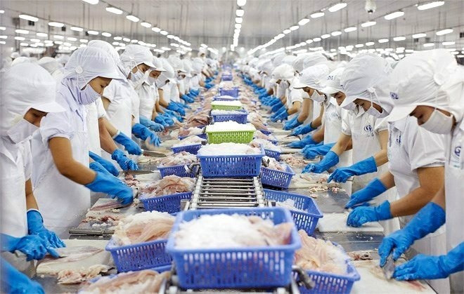 Transformation de pangasius pour l’exportation. Photo : VNA produits-aquatiques-uob.jpg