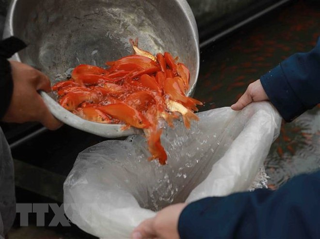 Les carpes rouges qui servent à Táo quân de véhicule pour monter au ciel. Photo: VNA carpes-rouges.jpg