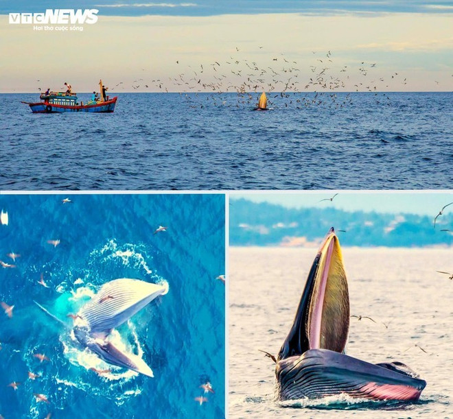 Photo: VTC baleines.jpg