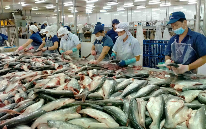 Transformation de pangasius. Photo : VNA transformation-de-pangasius.jpg