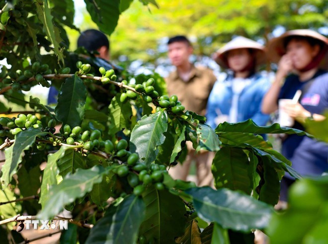 Photo d’illustration : VNA plantations.jpg