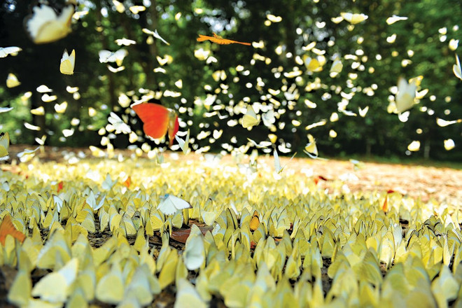 Plus de 400 espèces de papillons avec des millions individus créent un trait original pour le Parc national de Cuc Phuong attirant de nombreux visiteurs vietnamiens comme étrangers. Photo: VNA papillons-au-parc-national-de-cuc-phuong.jpg