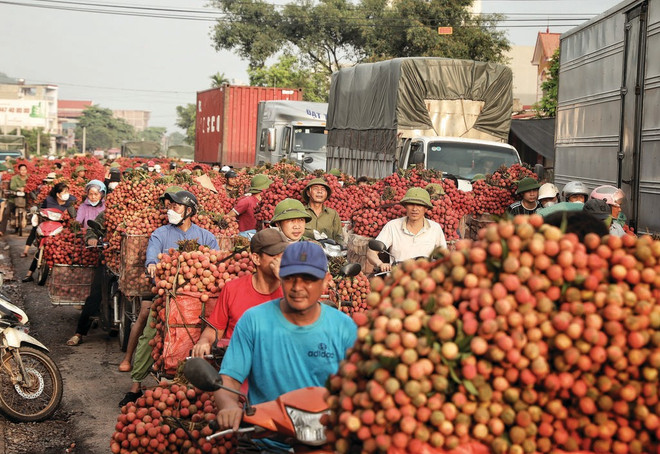 La récolte de litchis à Luc Ngan, province de Bac Giang, bat son plein. Photo: VNA la-recolte-de-litchis-a-luc-ngan.jpg