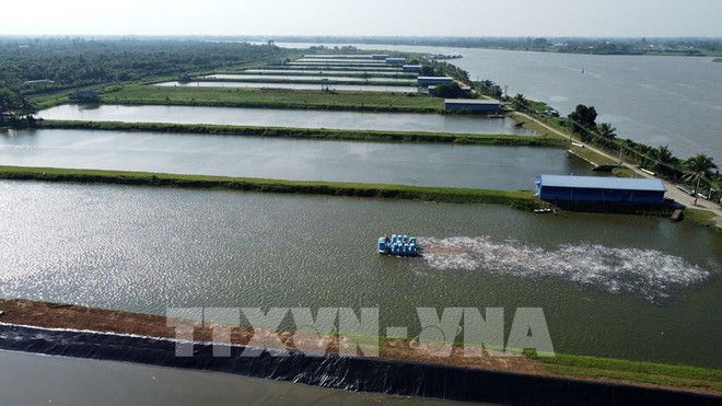 Zone d''élevage de pangasius dans la commune de Tân Thuân Dông, ville de Cao Lanh, province de Dong Thap. Photo: VNA tan-thuan-dong-dong-thap.jpg