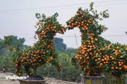 Des kumquats sculptés à l’effigie du cheval, spécialité des pépinières de Van Giang