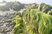 Saison de la mousse verte sur la plage de Co Thach, province de Lam Dong 