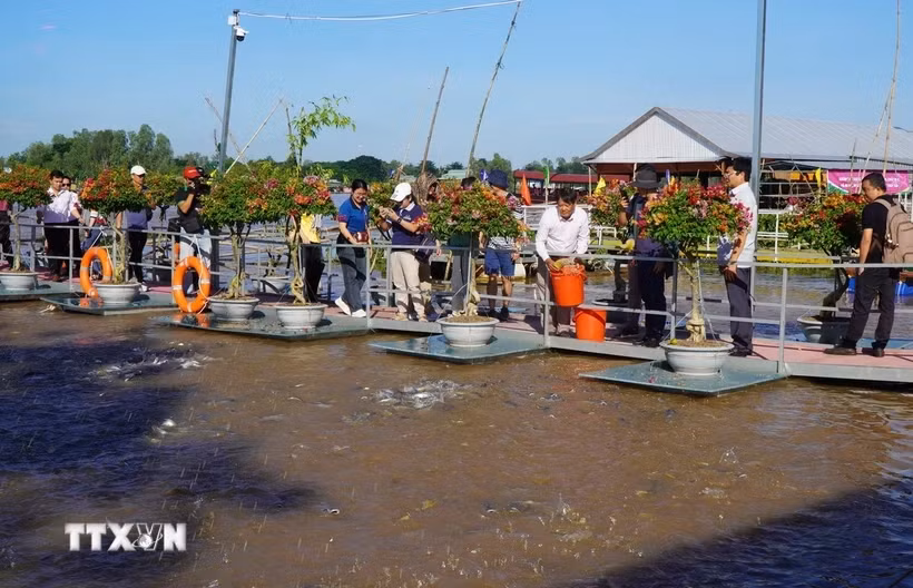 Les touristes visitent une ferme d'élevage de poissons dans la ville de Hong Ngu, province de Dong Thap. Photo: VNA