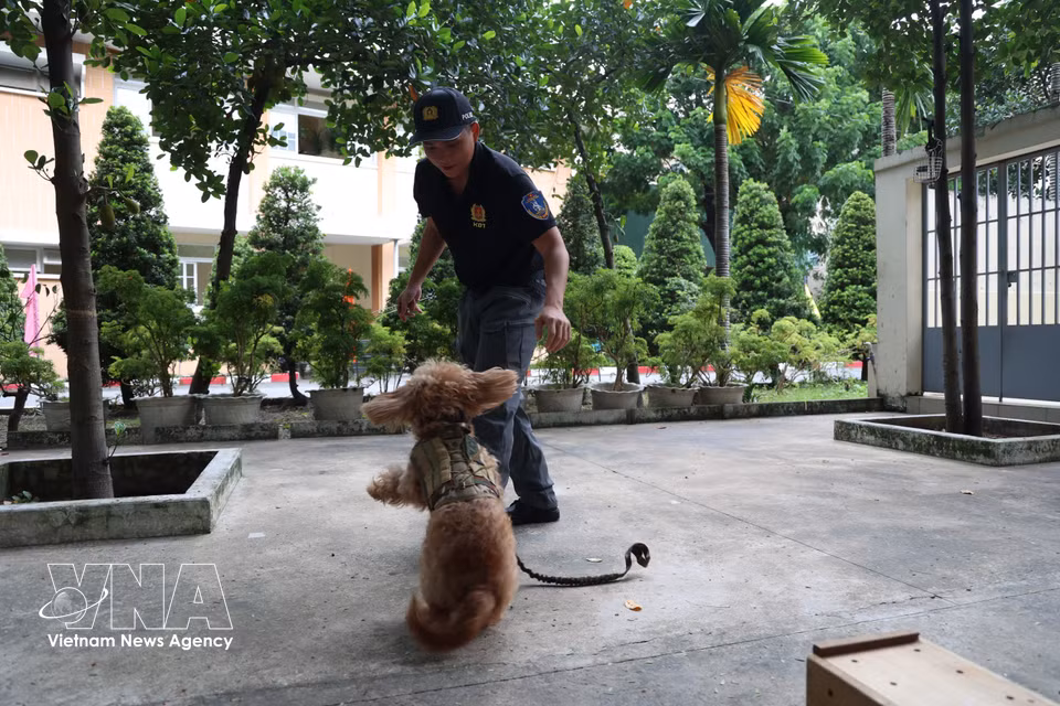 Après chaque exercice réussi, les chiens d’intervention sont récompensés et félicités par leurs maîtres-chiens. Photo : VNA