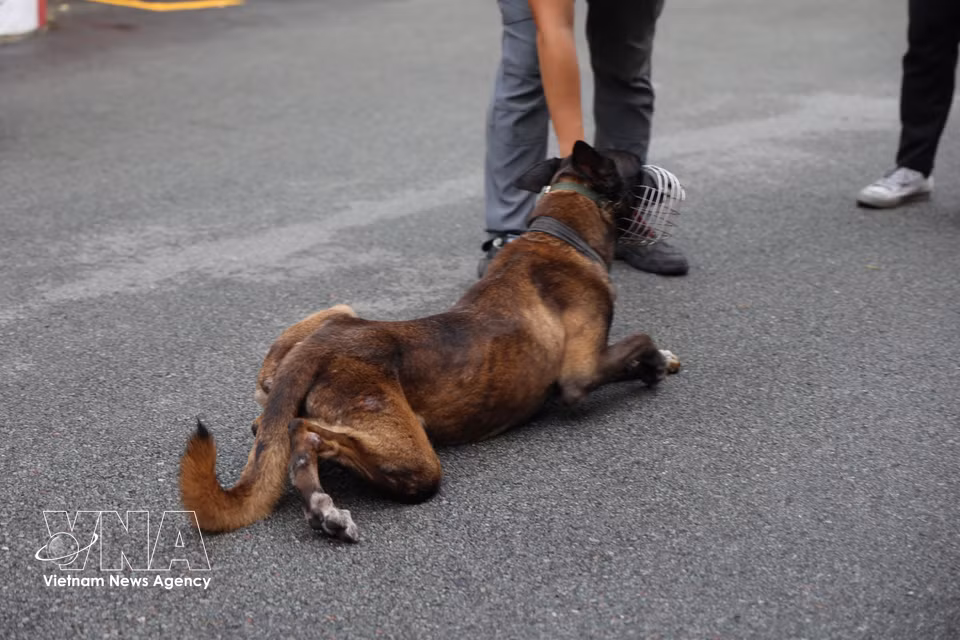 Le chien d’intervention Oscar reçoit les consignes de son maître-chien avant un exercice. Photo : VNA