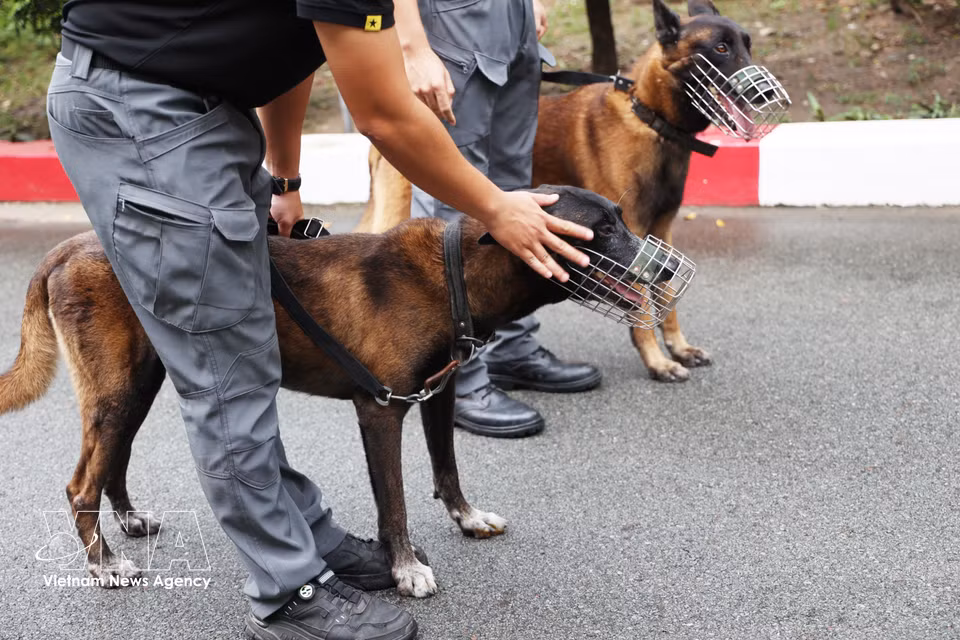 Un moment de jeu avec le chien d’intervention Nicky. Photo : VNA