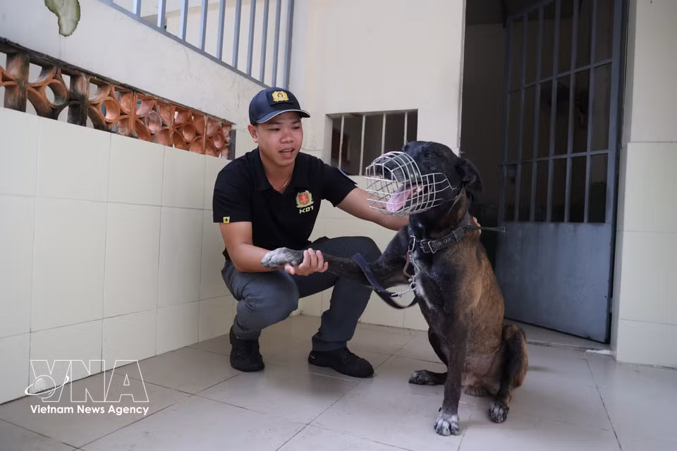 Le lieutenant Nguyen Cong Danh entraîne le chien d’intervention Oscar. Photo : VNA