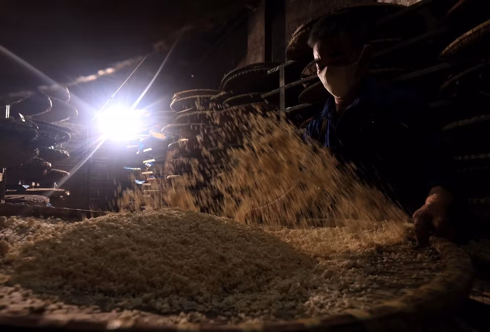 Le riz gluant, après avoir été trempé dans l'eau et bouilli, est étalé sur un plateau en bambou, recouvert de feuilles de longane ou de patate douce. Photo : VNA