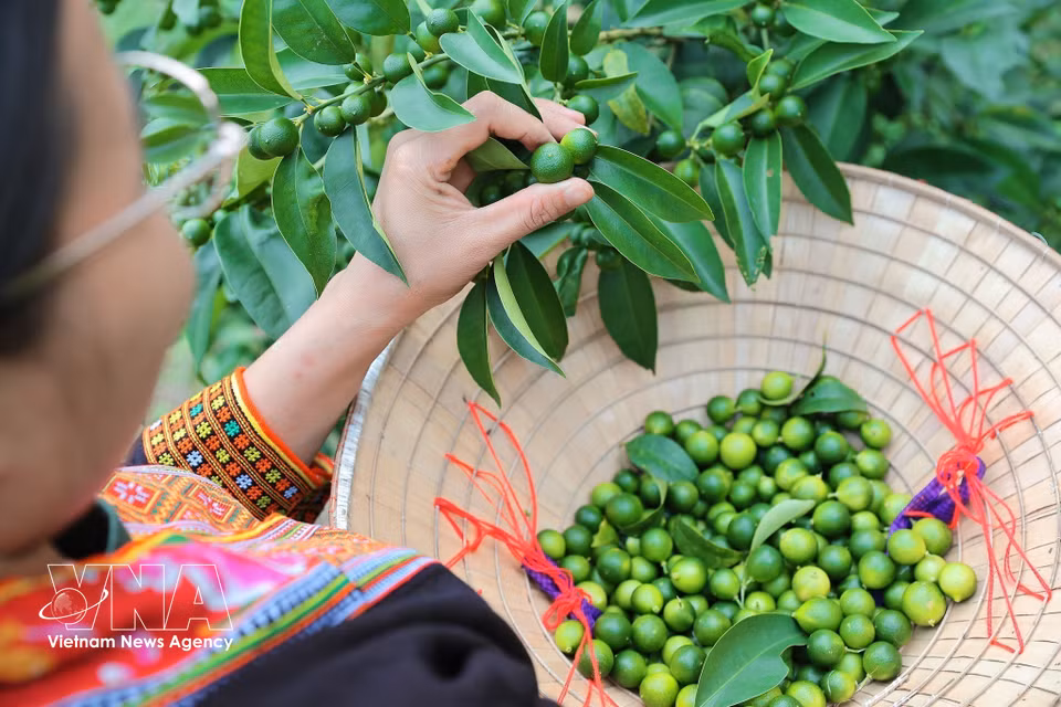 Les membres de la coopérative sélectionnent les citrons répondant aux critères de qualité en vue de leur transformation. Photo: VNA