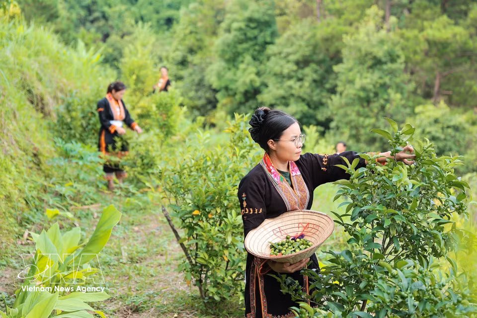 Les membres de la coopérative récoltent les citrons sauvages avant de sélectionner les fruits répondant aux critères de qualité requis pour leur transformation. Photo: VNA