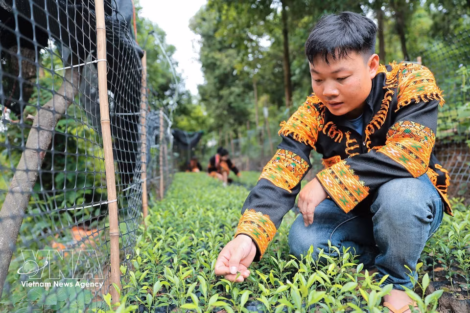 Hoang Phuc Thang vérifie la croissance de la pépinière de citrons sauvages dans la commune de Mâu Son. Photo : VNA