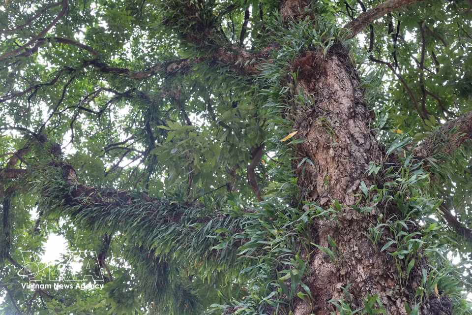 Chaque tronc d’arbre centenaire constitue une véritable « forêt verticale », où mousses, lichens, orchidées sauvages et fougères s’épanouissent au fil des saisons des pluies sur les Hauts Plateaux, devenant ainsi une composante indissociable de l’identité urbaine de Buôn Ma Thuôt. Photo : VNA