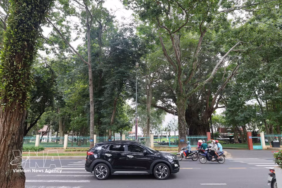 Les arbres centenaires jalonnent les rues, formant une canopée naturelle qui confère à la ville une atmosphère singulière. Photo : VNA