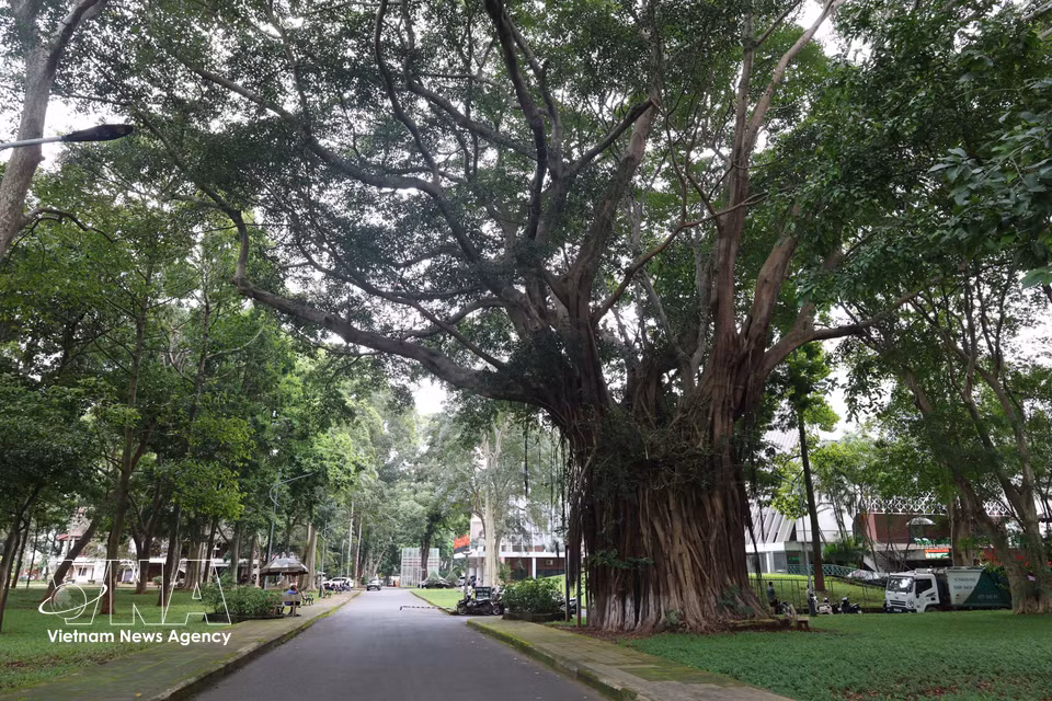 Banyan centenaire dans l'enceinte du Musée du Dak Lak. Photo : VNA