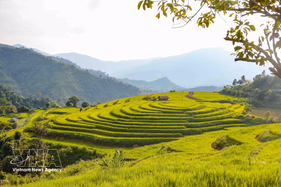 Un ensemble de rizières circulaires, organisées en plusieurs niveaux concentriques, constitue l’un des éléments les plus singuliers du paysage en terrasses du village de Phu Luông B, dans la commune de Pu Nhi. Photo : VNA