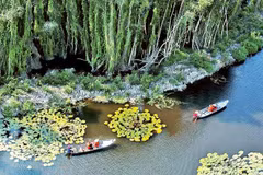 Des touristes visitent la forêt de cajeputiers à Dong Thap Muoi, à Long An. Photo : nhandan.vn