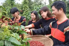 La province de Dak Lak, qui produit environ 30 % de la production totale de café du Vietnam, est réputée pour ses grains de Robusta parmi les meilleurs au monde. Photo : nhandan.vn
