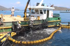 Modèle d'aquaculture marine industrielle dans la baie de Van Phong, district de Van Ninh (aujourd'hui commune de Van Ninh), province de Khanh Hoa. Photo : VNA