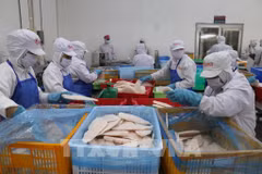 Des ouvriers de l'usine GODACO dans le Parc industriel de My Tho traitent de pangasius à l'export. Photo : VNA