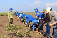 Des jeunes plantent des palétuviers dans la zone forestière côtière protégée. Photo : VNA