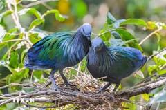 Le pigeon Nicobar apparaît dans le parc national de Con Dao. Photo : internet