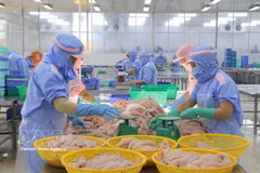 Transformation de produits de la mer destinés à l'exportation à An Giang. Photo : VNA 
