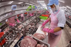 Transformation de filets de pangasius destinés à l'exportation. Photo : VNA