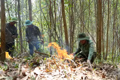 Le brûlage des sous-bois contribue à réduire le risque d'incendies de forêt pendant la période de sécheresse la plus intense. Photo : Tuan Anh – VNA