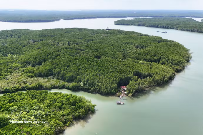La mangrove de Can Gio, un important puits de carbone naturel, contribue à la création de crédits carbone destinés au marché vietnamien du carbone. Photo : VNA