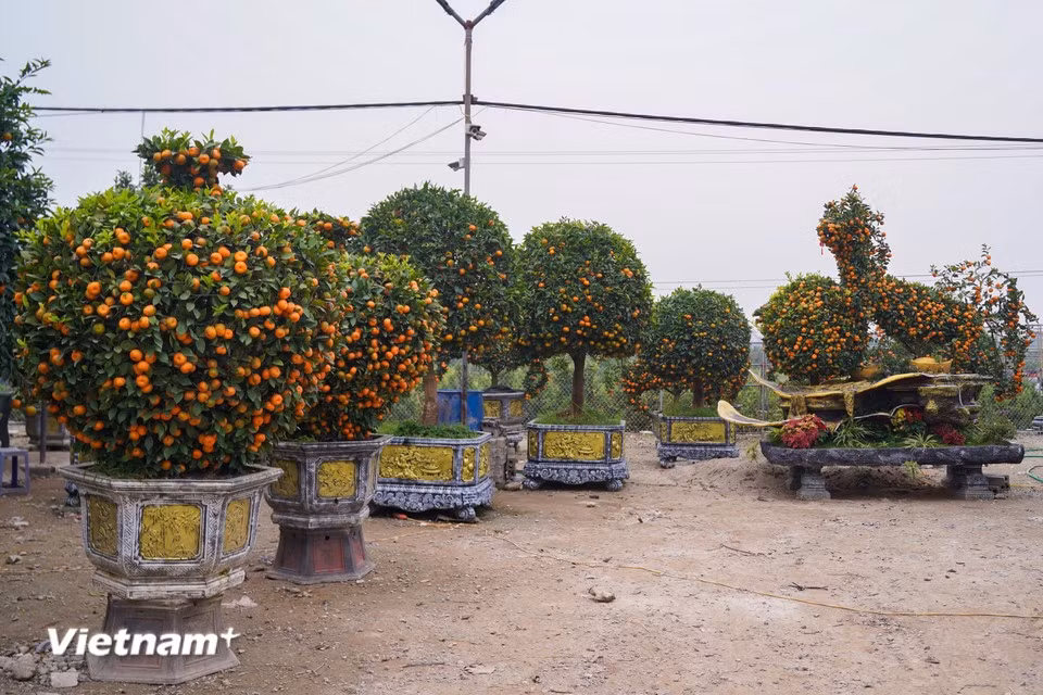Ces dernières années, face à la demande croissante et à l'évolution des goûts du marché, de nombreuses pépinières ont créé des plantes ornementales inspirées par l'animal du zodiaque chinois de l'année. Photo : Vietnam+
