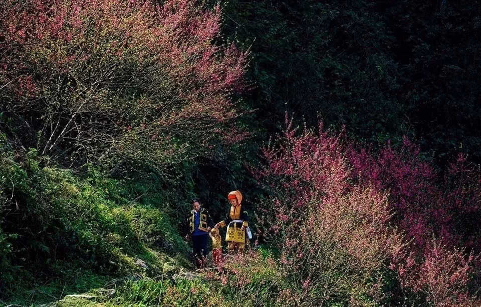 Les fleurs de pêcher fleurissent sur le mont de Mâu Son. Photo : VNA