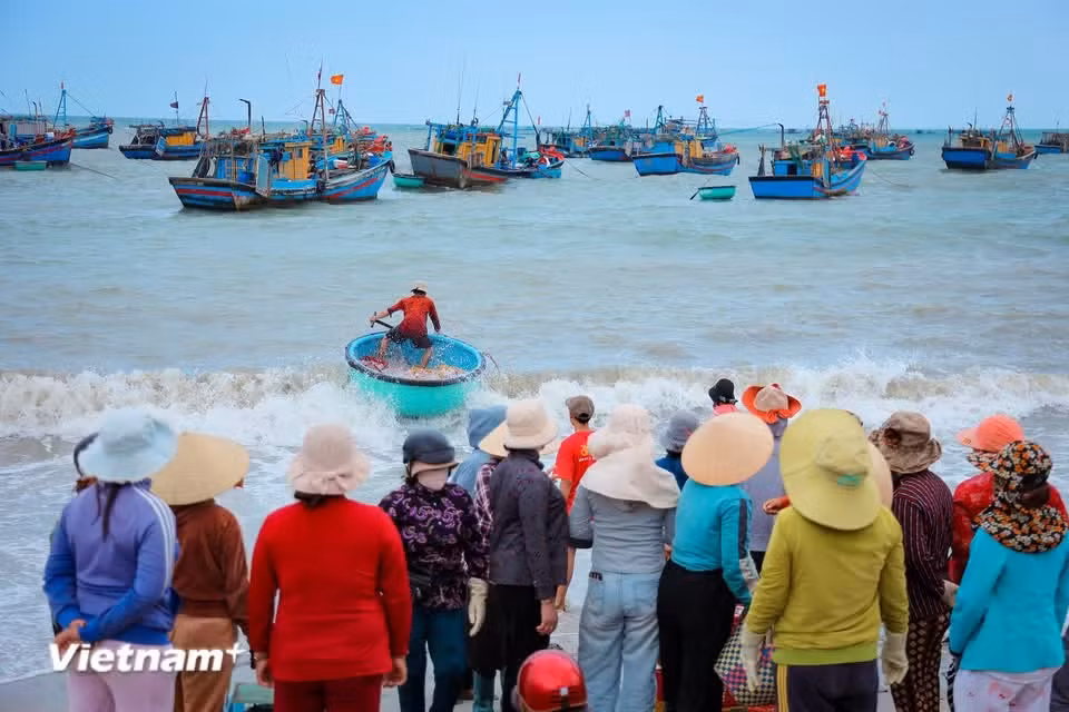 Le village de pêche de Vinh Tân s’étend le long du littoral de l'ancien district de Tuy Phong, à la frontière entre les anciennes provinces de Binh Thuan et de Ninh Thuan. Il relève aujourd’hui de la commune de Vinh Hao, dans la province de Lam Dong. Photo: Vietnam+