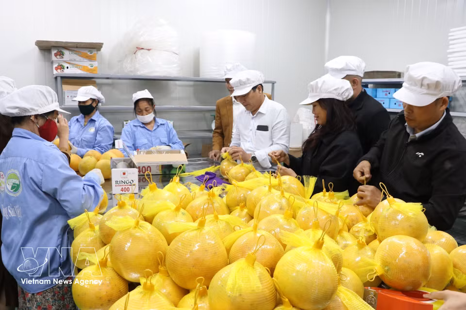 Premier lot de pamplemousses de Hoa Binh exporté par voie maritime vers le marché européen, en 2024.