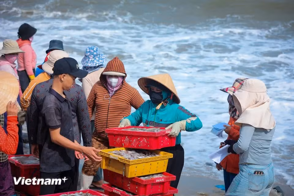 Sans bousculade ni éclats de voix, les échanges commerciaux sur le marché aux poissons de Vinh Tân reflètent la simplicité et la chaleur propres aux habitants du Centre du Vietnam. Photo: Vietnam+