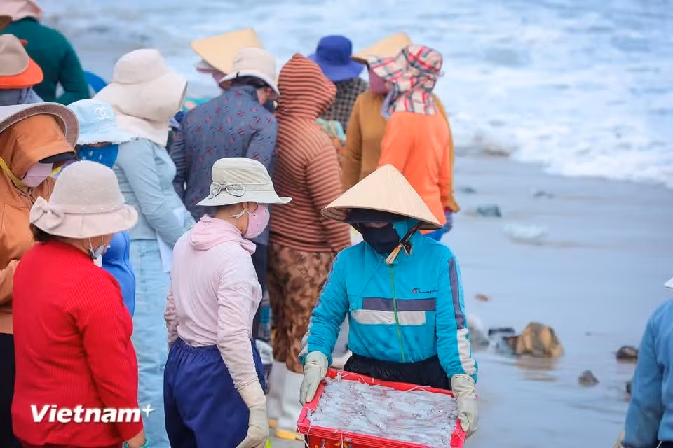 Des rangées de bateaux se succèdent pour accoster, apportant avec eux les effluves salés de la mer et les « trésors de l’océan ». Photo: Vietnam+