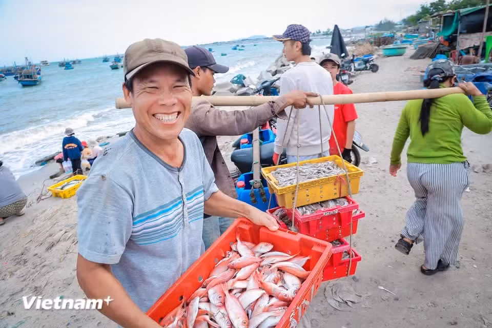 Les cales des bateaux, remplies de « trésors de la mer », sont vidées dans des coracles ronds et des bacs en plastique pour être triées et distribuées directement sur la plage. Photo: Vietnam+