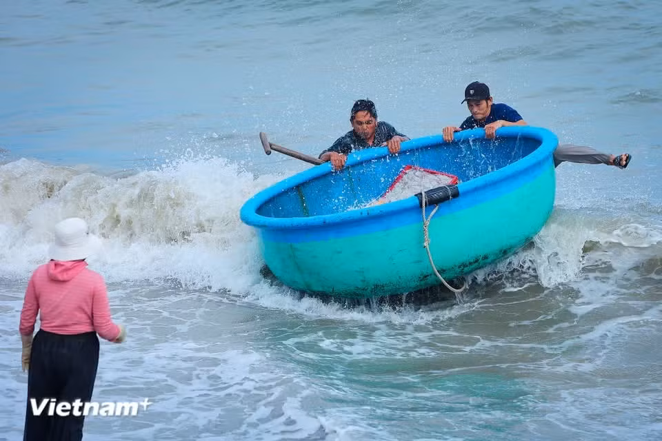Les embarcations en bois rudimentaires, propulsées à la rame, continuent de lutter contre les vagues pour ramener leur « butin » à terre. Il arrive parfois qu’une lame s’abatte sur une barque et que les plateaux de poissons et de calamars retournent à la mer. Photo: Vietnam+