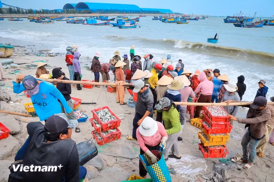 Alors que l’aube n’a pas encore teinté de rose l’horizon marin, le marché aux poissons de Vinh Tân est déjà animé par les échanges entre vendeurs et acheteurs. Photo: Vietnam+