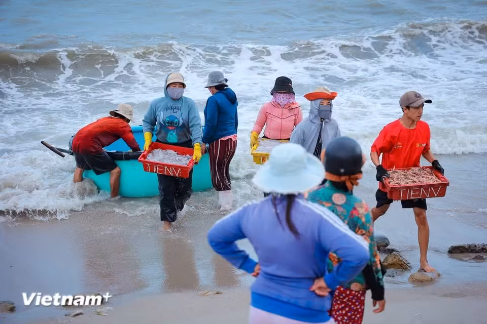Malgré la présence de plus en plus marquée d’un mode de vie industriel et moderne, les habitants de cette terre maritime continuent de s’attacher à la mer et de préserver l’âme et les traditions de ce village de pêche ancestral. Photo: Vietnam+