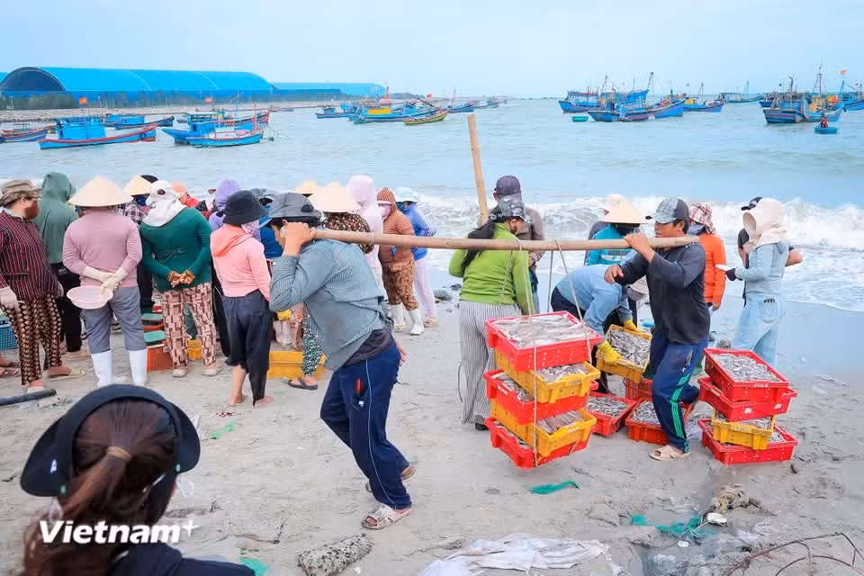 Après chaque sortie en mer, les pêcheurs s’empressent de réparer et de préparer leurs filets en vue des prochaines campagnes de pêche. Photo: Vietnam+