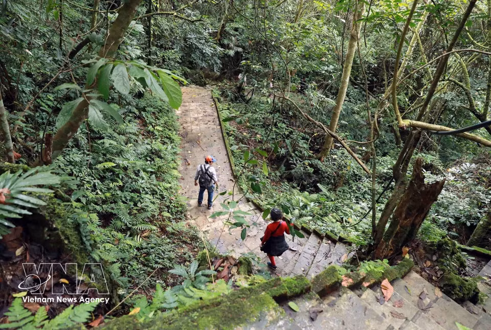 Le sentier menant au réseau de grottes de Pu Sam Cap serpente au cœur d’une forêt primaire, offrant une immersion dans une nature sauvage et préservée.