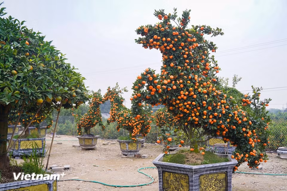 Pour le Nouvel An lunaire du Cheval 2026, certaines pépinières proposent des paires de kumquats en forme de chevaux, de vases et de lingots d'or. Photo : Vietnam+
