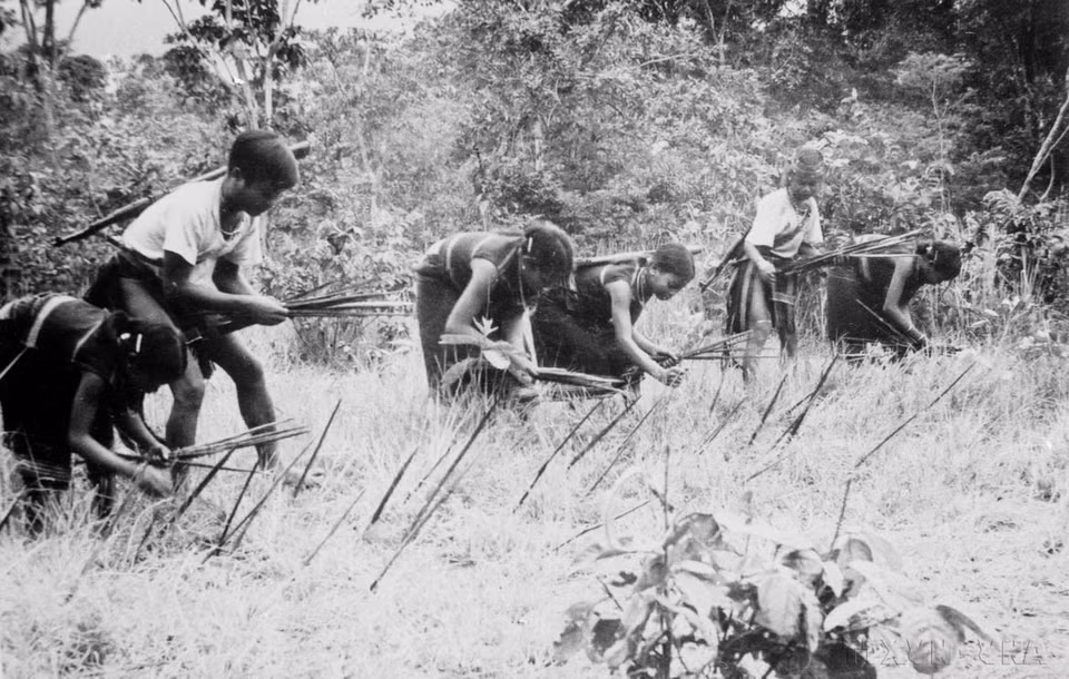 Les guérilleros de Dak Lak (province de Gia Lai) installent des piquets pour empêcher l'invasion des ennemies, en 1975. Photo : VNA
