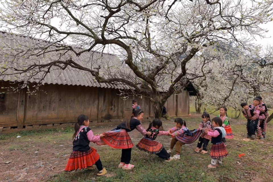 Pruniers du plateau de Moc Chau, dans la province de Son La, qui offrent un spectacle naturel d'une beauté saisissante lorsque les arbres sont en pleine floraison. Les photojournalistes ont capturé ces moments éphémères, permettant au monde entier d'admirer la splendeur des montagnes et des forêts du Nord-Ouest du Vietnam.. Photo : VNA