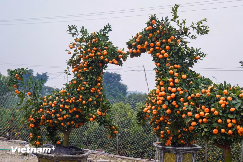 Chaque kumquat taillé en forme de cheval mesure environ 3 mètres de haut et 2,5 mètres de long. Ses branches symbolisent ses quatre pattes, tandis que sa tête et sa queue, aux courbes harmonieuses et symétriques, sont ornées de milliers de fruits mûrs. Photo : Vietnam+