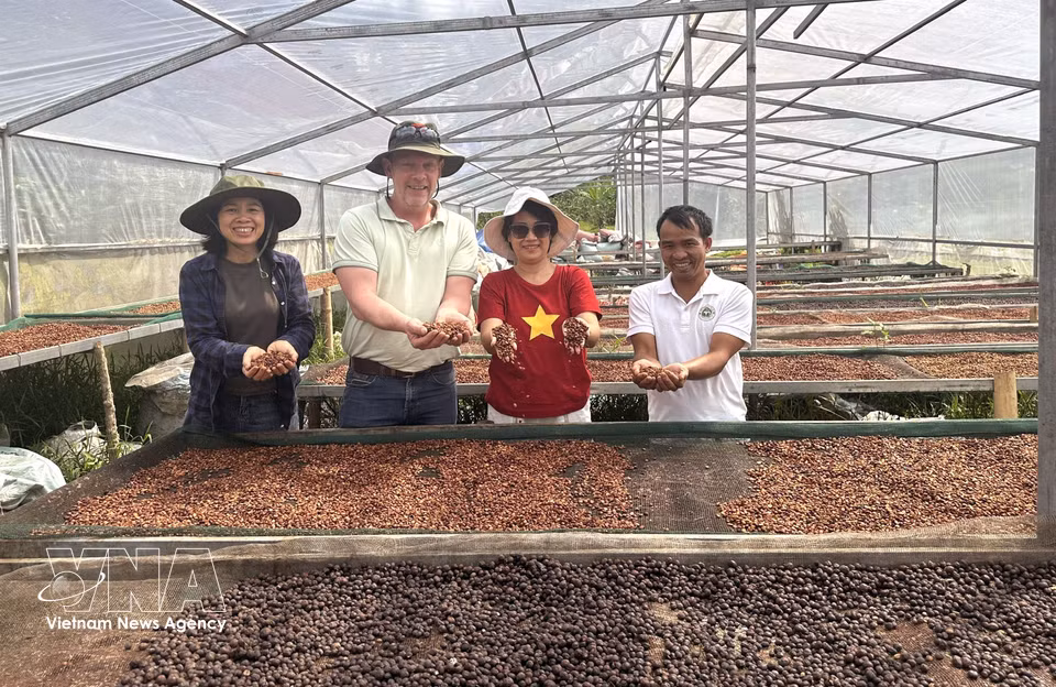 Le café Arabica de Khe Sanh est récolté uniquement lorsque plus de 95 % des cerises ont atteint leur pleine maturité. Les opérations de transformation, de séchage et de conservation sont ensuite soumises à un contrôle rigoureux afin de préserver la qualité ainsi que les caractéristiques aromatiques uniques de ce café. Photo : VNA